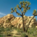 Joshua Tree National Monument, California